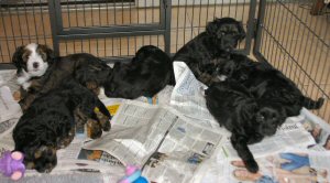 Puppy Tibetan Terriers